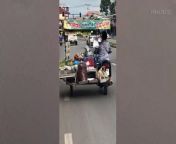 An adorable pet pug sits on a food tray while their owner rides a motorcycle and food trailer to a market in Maha Sarakham, northeastern Thailand on August 13.Road users recorded the calm dog as it travelled in the unusual position.