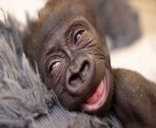 This is newborn baby Jameela. She was born prematurely, 5 weeks ahead of schedule, and shortly after she was rejected by her mother. Now zookeepers wear a gorilla suit to help prepare her to interact with others of her kind. Buzz60’s Tony Spitz has the details.