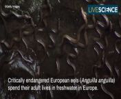 European eels make an incredibly grueling, mysterious migration to spawn in the Sargasso Sea.