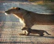 Cute! Chirping Of A Little Lion Cub&#60;br/&#62;Funny and Cute Animal Cubs Videos 2024&#60;br/&#62;Animals, Wildlife, Wild Babies, Wild Animals, Nature Documentary 4K&#60;br/&#62;&#60;br/&#62;Subscribe:&#60;br/&#62;▶️ https://www.youtube.com/@karaokedangdutindonesia&#60;br/&#62;&#60;br/&#62;▶️ Short Tube Playlist&#60;br/&#62;https://youtube.com/playlist?list=PLf2a2iB3mpVfBGVZIO-fQLOp7Q_O9M_QA&#60;br/&#62;&#60;br/&#62;this short video is just for entertainment (laugh, funny, amazed, happy, adorable and etc) there is nothing bad in it, every video is work of its own for its original owner and i support them.&#60;br/&#62;&#60;br/&#62;forgive me if there are word mistakes in editing&#60;br/&#62;enjoy watching and hope you all can be entertained&#60;br/&#62;&#60;br/&#62;&#60;br/&#62;#shorts #animals #babylions #lioncubs