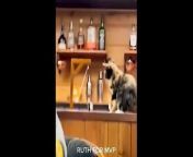 Try Not To Laugh Dogs And Cats- Best Funniest Animals Video 2024&#60;br/&#62;Funny animals, funny animal videos, funny dog videos, funny cat videos, funniest animals, funny videos, funny videos, funny cats and dogs, cute animals, funny dogs, funny animal life, funny cats, world of funny animals, funny animal video , funny pets, funny animals cats and dogs, animal videos, funny animals 2024, funny cat, funny, funny animal moments, funniest dogs, funniest animal videos, best 2024, cat videos, funniest cats, funny dog, best animal videos&#60;br/&#62;