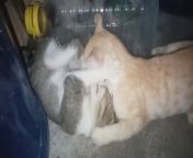 IN this cat videos, former animal rescue or ex cat rescue cute animals like these Kittens above, enjoy playing rough.&#60;br/&#62;Hope you enjoy this cat tv pet video animal video