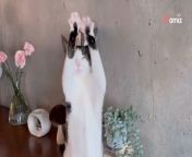 A little cat called Ivy has become an online sensation thanks to her adorable morning dance.