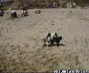 A Sexual Dog Threesome Doggy Style at the Beach