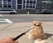 In this heartwarming video, two adorable dog best friends experience a joyful reunion during a walk with their owners. Their excitement is palpable as they spot each other from across the street, wagging their tails and eagerly approaching for a loving reunion. Witness the pure joy and affection between these furry friends as they share a special moment together.&#60;br/&#62;&#60;br/&#62;Video ID: WGA572019&#60;br/&#62;&#60;br/&#62;All the content on Heartsome is managed by WooGlobe&#60;br/&#62;&#60;br/&#62;For licensing and to use this video, please email licensing(at)Wooglobe(dot)com.&#60;br/&#62;&#60;br/&#62;►SUBSCRIBE for more Heartsome Videos: &#60;br/&#62;&#60;br/&#62;-----------------------&#60;br/&#62;Copyright - #wooglobe #heartsome &#60;br/&#62;#dogbestfriends #heartwarmingreunion #furryfriends #doglove #joyfulmoment #viralvideo #incrediblepets #petreunion #dogsofyoutube #adorabledogs #cutereaction #cutenessoverload #cuteanimals