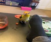 Pickle, a parrot was on a table around their owner&#39;s feet. When Pickle smelled their socks, something kicked in and made them dance by shaking their neck.&#60;br/&#62;&#60;br/&#62;?The underlying music rights are not available for license. For use of the video with the track(s) contained therein, please contact the music publisher(s) or relevant rightsholder(s).?