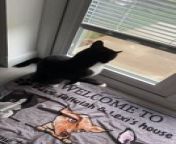 This three-legged rescue cat, Dave, wanted to go outside. He had been in and out all day, even using his litter box, but now wanted to go out again. When his owner confronted him about it, he meowed, which sounded like &#92;