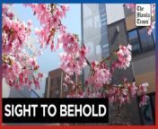 Tokyo wakes up to early blooms of cherry blossoms&#60;br/&#62;&#60;br/&#62;Residents and visitors in Tokyo wake up to early blooms of cherry blossoms, a week before the official start of the Sakura season. Last year, the cherry blossoms were seen 10 days earlier and meteorologists attributed this to climate change.&#60;br/&#62;&#60;br/&#62;Video by AFP&#60;br/&#62;&#60;br/&#62;Subscribe to The Manila Times Channel - https://tmt.ph/YTSubscribe &#60;br/&#62;&#60;br/&#62;Visit our website at https://www.manilatimes.net &#60;br/&#62;&#60;br/&#62;Follow us: &#60;br/&#62;Facebook - https://tmt.ph/facebook &#60;br/&#62;Instagram - https://tmt.ph/instagram &#60;br/&#62;Twitter - https://tmt.ph/twitter &#60;br/&#62;DailyMotion - https://tmt.ph/dailymotion &#60;br/&#62;&#60;br/&#62;Subscribe to our Digital Edition - https://tmt.ph/digital &#60;br/&#62;&#60;br/&#62;Check out our Podcasts: &#60;br/&#62;Spotify - https://tmt.ph/spotify &#60;br/&#62;Apple Podcasts - https://tmt.ph/applepodcasts &#60;br/&#62;Amazon Music - https://tmt.ph/amazonmusic &#60;br/&#62;Deezer: https://tmt.ph/deezer &#60;br/&#62;Tune In: https://tmt.ph/tunein&#60;br/&#62;&#60;br/&#62;#TheManilaTimes&#60;br/&#62;#tmtnews &#60;br/&#62;#sakura &#60;br/&#62;#cherryblossom&#60;br/&#62;#japan &#60;br/&#62;#tokyo
