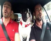 French bulldoge and owners singing &#92;
