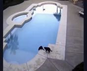 no A cat pushes another cat into the pool from risky fuck in pool