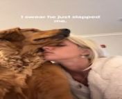 This woman showered love on her dog while petting them, and the dog&#39;s reaction was priceless. When she leaned forward for a kiss, the dog licked her face first and then unexpectedly slapped her with their paw.&#60;br/&#62;&#60;br/&#62;“The underlying music rights are not available for license. For use of the video with the track(s) contained therein, please contact the music publisher(s) or relevant rightsholder(s).”