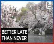 Tokyo crowds revel as cherry blossoms reach full bloom&#60;br/&#62;&#60;br/&#62;People crowd Tokyo&#39;s popular cherry blossom spots on Thursday, April 4, 2024, to see the flowers in full bloom. The blossoms arrived later than usual this year because of cold weather.&#60;br/&#62;&#60;br/&#62;Video by AFP&#60;br/&#62;&#60;br/&#62;Subscribe to The Manila Times Channel - https://tmt.ph/YTSubscribe &#60;br/&#62; &#60;br/&#62;Visit our website at https://www.manilatimes.net &#60;br/&#62; &#60;br/&#62;Follow us: &#60;br/&#62;Facebook - https://tmt.ph/facebook &#60;br/&#62;Instagram - https://tmt.ph/instagram &#60;br/&#62;Twitter - https://tmt.ph/twitter &#60;br/&#62;DailyMotion - https://tmt.ph/dailymotion &#60;br/&#62; &#60;br/&#62;Subscribe to our Digital Edition - https://tmt.ph/digital &#60;br/&#62; &#60;br/&#62;Check out our Podcasts: &#60;br/&#62;Spotify - https://tmt.ph/spotify &#60;br/&#62;Apple Podcasts - https://tmt.ph/applepodcasts &#60;br/&#62;Amazon Music - https://tmt.ph/amazonmusic &#60;br/&#62;Deezer: https://tmt.ph/deezer &#60;br/&#62;Tune In: https://tmt.ph/tunein&#60;br/&#62; &#60;br/&#62;#TheManilaTimes&#60;br/&#62;#tmtnews&#60;br/&#62;#tokyo&#60;br/&#62;#cherryblossom