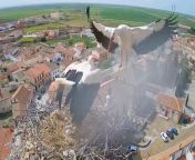 Footage shows a stork&#39;s battle to save her eggs from severe storms and a jealous male stork.&#60;br/&#62;&#60;br/&#62;The wildlife camera, which is owned by the non-profit SEO-BirdLife, is perched on a tower in Madrigal de las Altas Torres, Spain.&#60;br/&#62;&#60;br/&#62;The camera has been recording the nest of a laying couple of white storks and recent footage showed the female desperately battling to keep her eggs alive.&#60;br/&#62;&#60;br/&#62;In a period of 10 days, she sadly lost three out of her six eggs.&#60;br/&#62;&#60;br/&#62;A male stork, which became jealous of the couple&#39;s nest after losing his mate, attacked the eggs and tossed two out.&#60;br/&#62;&#60;br/&#62;SEO-BirdLife said: &#92;