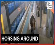 Runaway racehorse surprises Sydney train platform&#60;br/&#62;&#60;br/&#62;A runaway racehorse surprises people on a Sydney train platform after escaping from a stable nearby.&#60;br/&#62;&#60;br/&#62;Video by AFP&#60;br/&#62;&#60;br/&#62;Subscribe to The Manila Times Channel - https://tmt.ph/YTSubscribe &#60;br/&#62;&#60;br/&#62;Visit our website at https://www.manilatimes.net &#60;br/&#62;&#60;br/&#62;Follow us: &#60;br/&#62;Facebook - https://tmt.ph/facebook &#60;br/&#62;Instagram - https://tmt.ph/instagram &#60;br/&#62;Twitter - https://tmt.ph/twitter &#60;br/&#62;DailyMotion - https://tmt.ph/dailymotion &#60;br/&#62;&#60;br/&#62;Subscribe to our Digital Edition - https://tmt.ph/digital &#60;br/&#62;&#60;br/&#62;Check out our Podcasts: &#60;br/&#62;Spotify - https://tmt.ph/spotify &#60;br/&#62;Apple Podcasts - https://tmt.ph/applepodcasts &#60;br/&#62;Amazon Music - https://tmt.ph/amazonmusic &#60;br/&#62;Deezer: https://tmt.ph/deezer &#60;br/&#62;Tune In: https://tmt.ph/tunein&#60;br/&#62;&#60;br/&#62;#TheManilaTimes&#60;br/&#62;#tmtnews&#60;br/&#62;#sydney&#60;br/&#62;#racehorse