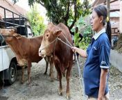 How to breed cow in my village education for farm from 15 yari village aunty