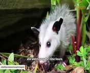 This man raised an opossum. Now he thinks they are smarter than dogs. from khin than nu na