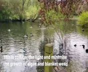 Hartlepool Borough Council has been adding blue dye to ponds to help combat algae growth.&#60;br/&#62;&#60;br/&#62;