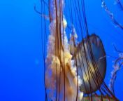 A sea nettle hunts by trailing those long tentacles, covered with stinging cells. When the tentacles touch tiny plankton, the stinging cells stick tight and paralyze prey. From there, the prey is moved to the frilly mouth-arms and finally to the mouth, where the jelly eats its meal. Relax. Enjoy. Repeat.