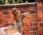 Adorable footage shows how a man has struck up an unlikely friendship with a robin - which he now handfeeds every day. &#60;br/&#62;&#60;br/&#62;Rob Hall, 51, said it took him just 48 hours to tame the red-breasted garden bird which began visiting him daily around two weeks ago. &#60;br/&#62;&#60;br/&#62;He used a jar of mealworms to first entice his feathered friend, which now patiently waits for him each morning to be fed in his garden in Kenilworth, Warks.&#60;br/&#62;&#60;br/&#62;Incredible slow motion videos showing the robin - nicknamed Bobbin - coming in to land on a pot being held by Rob have since been viewed thousands of times online.&#60;br/&#62;&#60;br/&#62;Product designer Rob said the response to the feeding time footage which he uploaded to Facebook had been &#39;bonkers&#39;. &#60;br/&#62;&#60;br/&#62;He said: &#92;