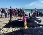 Authorities are on high alert for another whale stranding after a large group of pilot whales got stuck in shallow waters off the WA coast yesterday. Dozens of beached whales died or needed to be euthanised near Dunsborough, but many more were rescued.