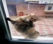 Watch this hilarious video of a funny cat attempting to open a door!Join in on the laughs as our furry friend tries its best to conquer the challenge. Will they succeed or will it be another adorable cat fail? Find out in this must-watch clip!#FunnyCat #DoorChallenge #CatHumor