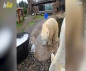 These adorable polar bears love to play! Buzz60’s Keri Lumm has more.