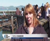 Pier 39 Sees Record Number Of Sea Lions from 39 9