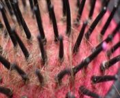 How and Why, You Should Take Better Care of, Your Hairbrush.&#60;br/&#62;LifeHacker reports that hairbrushes can &#60;br/&#62;get really gross, with humans shedding &#60;br/&#62;an average of 50 to 100 hairs every day. .&#60;br/&#62;Not to mention buildup of dead skin cells, hair &#60;br/&#62;care products and dust, making a hairbrush &#60;br/&#62;an ideal place for bacterial and fungal growth.&#60;br/&#62;Failing to clean a brush can result in &#60;br/&#62;dirty hair, tangles, damage and can even &#60;br/&#62;exacerbate scalp issues like dandruff.&#60;br/&#62;LifeHacker recommends removing hair daily &#60;br/&#62;and doing a thorough cleaning every week &#60;br/&#62;if you use hair products like hairspray or gel.&#60;br/&#62;If you don&#39;t use hair products, &#60;br/&#62;you can extend the gap between &#60;br/&#62;cleanings to every two to three weeks. .&#60;br/&#62;For synthetic brushes made of plastic &#60;br/&#62;and rubber, use a gentle shampoo or dish &#60;br/&#62;soap to clean your brush in warm water. .&#60;br/&#62;If you have a natural brush made of wood or&#60;br/&#62;boar bristles, try using a sulphate-free shampoo and &#60;br/&#62;consider adding one to two teaspoons of baking soda.&#60;br/&#62;Synthetic brushes can be soaked, &#60;br/&#62;while natural brushes should be &#60;br/&#62;dipped but not submerged. .&#60;br/&#62;A clean, extra toothbrush can help to &#60;br/&#62;scrub around the base of bristles and &#60;br/&#62;anywhere else there might be buildup. .&#60;br/&#62;A clean, extra toothbrush can help to &#60;br/&#62;scrub around the base of bristles and &#60;br/&#62;anywhere else there might be buildup. .&#60;br/&#62;Remember to look for broken, &#60;br/&#62;bent or missing bristles which are a sign &#60;br/&#62;that it may be time to replace your brush. .&#60;br/&#62;Remember to look for broken, &#60;br/&#62;bent or missing bristles which are a sign &#60;br/&#62;that it may be time to replace your brush.