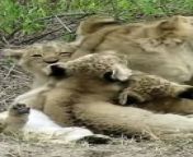 Lion cubs - Feeling loved and safe! #shorts#baby#lion