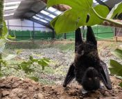 The birth of an ultra-rare bat which was born upside down has been captured on camera for the first time. &#60;br/&#62;&#60;br/&#62;Footage shows the critically endangered Livingstone’s fruit bat entering the world at Northumberland Zoo.&#60;br/&#62;&#60;br/&#62;It is believed to be the first time a birth of one of the bats has ever been caught on film.&#60;br/&#62;&#60;br/&#62;Keepers realised mum Selene was in labour when she showed signs of discomfort and was licking herself on Mother’s Day afternoon (19/3).