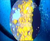 ROV footage from the North Sea 3D project, by researchers at the Scottish Association for Marine Science, which is examining the marine growth on underwater structures
