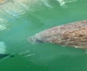This person spotted a manatee while boating in a canal. The manatee swam up to them. They interacted and petted the fish, and then the fish was on their way.